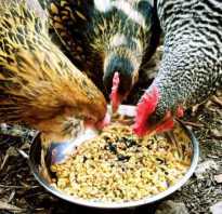 Рацион курицы несушки на день. Кормление кур несушек в домашних условиях: составляем рацион питания