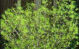 Крушина ольховидная аспленифолия. Крушина ольховидная “Аспленифолия” / Rhamnus frangula “Asplenifolia”