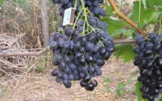 Ранние сорта винограда на кубани. Виноград Кубань