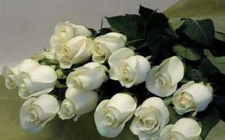 Можно ли дарить девушке белые розы. Все новости