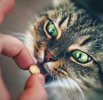 Окситоцин кошке при родах дозировка. Основы родовспоможения кошек