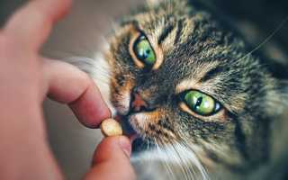 Окситоцин дозировка для кошки. Роды у кошки