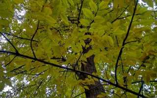 Ясень осенью картинки. Дерево ясень обыкновенный