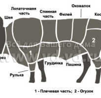 Части тела быка. Описание частей тела коровы