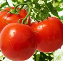 Слот томат отзывы. Урожайный сорт томата «Слот F1»: секреты выращивания и описание сорта
