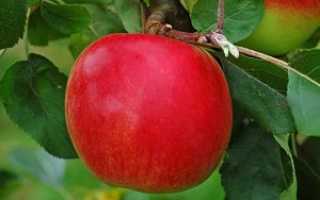 Яблоки ред фри. Выращивание и уход за яблоней сорта Ред Фри