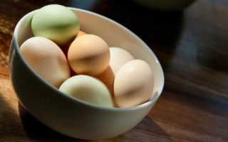Утиные яйца едят или нет. Польза и вред утиных яиц. Правила приготовления