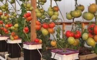 Помидоры на гидропонике. Как вырастить помидоры на гидропонике?