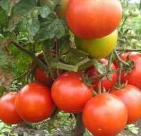 Северные помидоры. Ранние томаты, или мечта северного огородника
