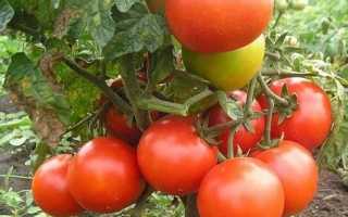 Северные помидоры. Ранние томаты, или мечта северного огородника