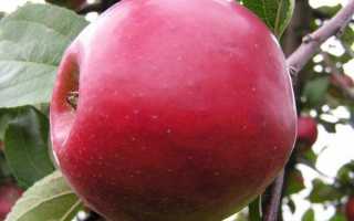 Яблоки сорта анис. Сорт яблок «Анис»: характеристика, виды, агротехника выращивания