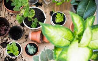Как правильно ухаживать за комнатными растениями?