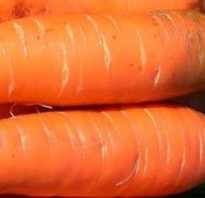 Полив моркови в открытом грунте. Как часто поливать морковь в открытом грунте после посадки?