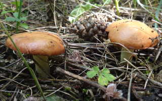 Крымские съедобные грибы фото и название. Уникальные грибы Крыма
