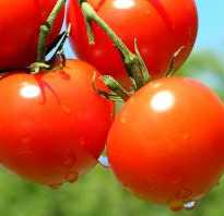 Плод томата ягода рассказ. Рассказ о помидоре детям