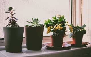 Как правильно ухаживать за комнатными растениями?