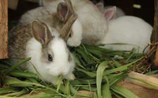 Чем пропоить кроликов для профилактики болезней.