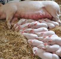 Сколько вынашивает вьетнамская свинья поросят. Опорос вьетнамских свиней