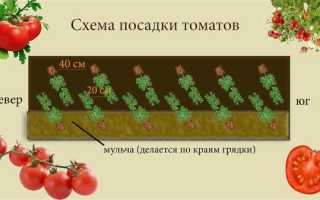 Посадка помидоры в теплицу требует грамотного подхода. Посадка помидор в теплице