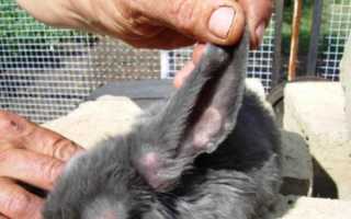 У кролика на ушах волдыри. “Ушастые” болезни кроликов и их лечение