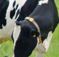 Порода коров голштинская фото. Голштинская порода коров, ее характеристика