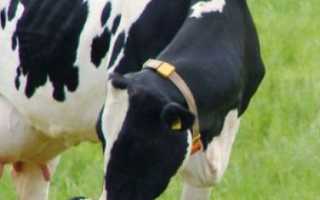 Порода коров голштинская фото. Голштинская порода коров, ее характеристика