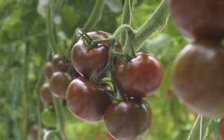 Что такое кумато. Томат «Кумато»: описание сорта помидоры черного цвета, рекомендации по выращиванию