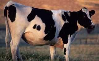 Корову раздуло что делать. Вздутие живота у коров требует незамедлительного лечения