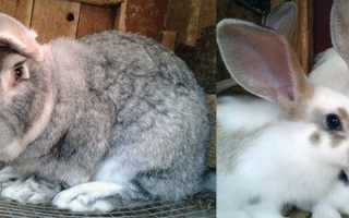 От чего умирают декоративные кролики. Почему дохнут кролики и что делать?