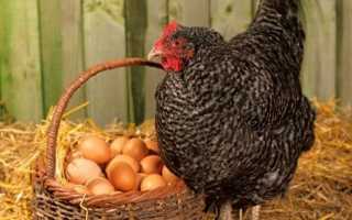 Курица садится на яйца как отучить. Энциклопедия владельца птицы
