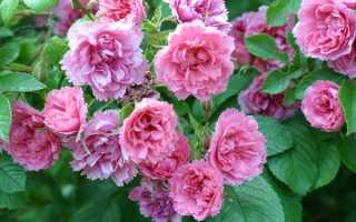 Роза морщинистая rosa rugosa. Роза морщинистая (шиповник) Шнеекоппе (Rosa rugosa Schneekoppe)