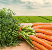 Почва для посадки моркови весной. Посадка моркови весной в открытый грунт семенами. Лучшие сорта и способы посадки