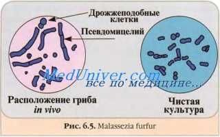 Пеницилл сапротроф или паразит.