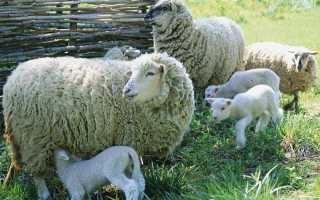 Разведение овец в беларуси в домашних условиях. Разведение овец в домашних условиях