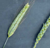 Рожь и пшеница сравнение. Разница между рожью и пшеницей
