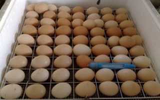 Сколько раз переворачивать яйца в инкубаторе вручную. как часто нужно переворачивать яйца в инкубаторе