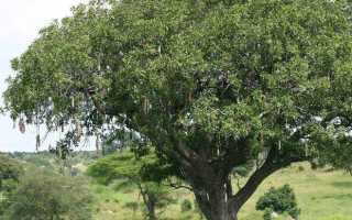 Колбасное дерево в домашних условиях. Кигелия африканская — дерево с колбасными плодами
