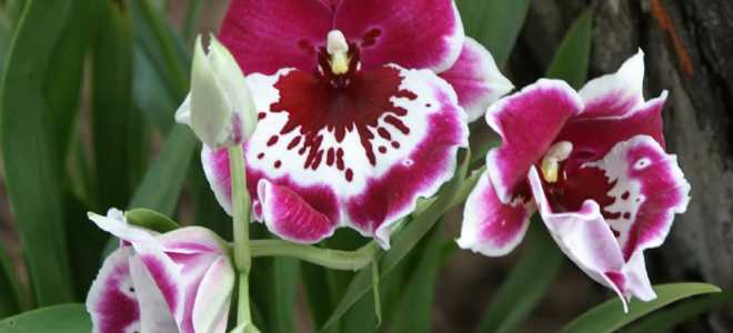 Мильтония сорта. Орхидея мильтония – обильноцветущая красавица