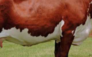 Крс мясной породы герефорд. Герефордская порода коров