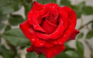 Роза софия фото и описание отзывы. Эффектная роза Софи Лорен: подробно о виде, уходе за цветком и размножении