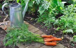 Чем удобрять свеклу и морковь. Правильная подкормка моркови и свеклы